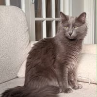 Loulou, chat à adopter