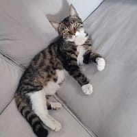 Milly, chat à adopter