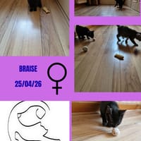 Braise, chatte à adopter
