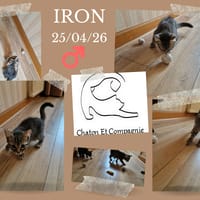 IRON, chat à adopter