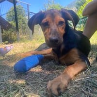 Zuhause gesucht für Juki, Hündin zur Adoption