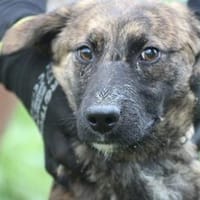 Minko - goldiger Dackelbub, Hund zur Adoption