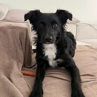 Unsere liebe Änni sucht ihr Zuhause, Hündin zur Adoption