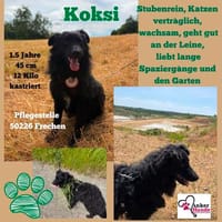 Koksi sucht seine Menschen🐾, Hund zur Adoption