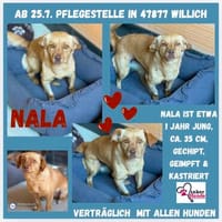 NALA sucht ihr Zuhause, Hündin zur Adoption