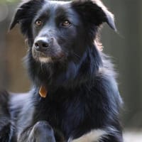 Sunita sucht ihr Für-Immer-Zuhause!, Hündin zur Adoption