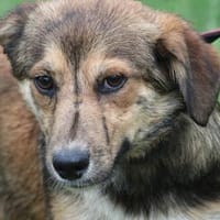 Finja - kinderlieb u. zutraulich, Hündin zur Adoption