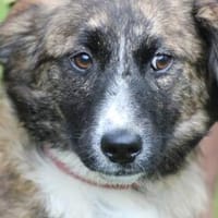 Denia - süsse, kleine Junghündin, Hündin zur Adoption