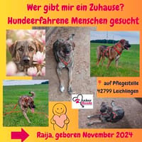 Die liebe 💕Raija 💕sucht ihre Menschen, Hündin zur Adoption