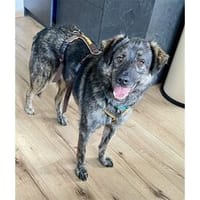 Dion - wartet in 91054 Erlangen, Hund zur Adoption