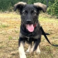 Kyra💕wartet in 58313 Herdecke, Hündin zur Adoption