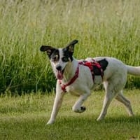 Florra - sanfte Seele sucht den Weg ins Glück, Hündin zur Adoption
