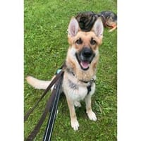 Nala - wartet in 24537 Neumünster, Hündin zur Adoption