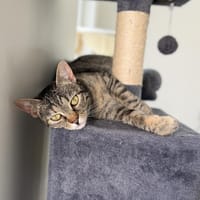 Mango & Nastya- Liebe auf 8 Pfoten, Katze zur Adoption