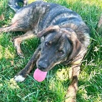 Monty ein toller Junghund, Hund zur Adoption