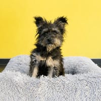Klein Jasina sucht Dich ...., Hündin zur Adoption