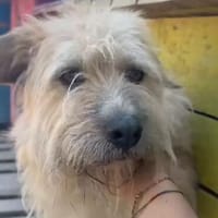 Ulf sucht ab Ende Juli ein eigenes Körbchen, Hund zur Adoption