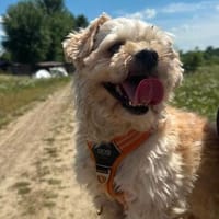 Dodo sucht ab Ende Juli seine Menschen, Hund zur Adoption