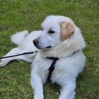 Süße Snowi sucht liebevolles Heim, Hündin zur Adoption