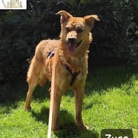 Zuco  jung, klug, charmant, Hund zur Adoption