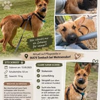 Jungspund Clark auf PS in Weitramsdorf, Hund zur Adoption