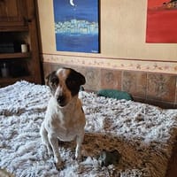 Sabine sucht ihre Familie ❤, Hündin zur Adoption