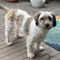 Fleurwartet in 51063 Köln, Hündin zur Adoption