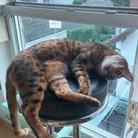 lieber Bengalkater in Riedstadt, Kater zur Adoption