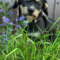 Millie sucht ab Ende Juli ihr erstes eigenes Zuhause, Hündin zur Adoption