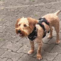 Bela 86154 Augsburg, Hund zur Adoption
