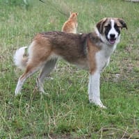 Lilith - Körbchen zum Träumen gesucht, Hündin zur Adoption