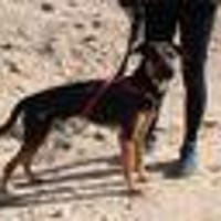 Sportlicher Vierbeiner sucht seine Menschen, Hund zur Adoption
