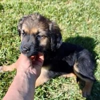 Breezyab 18.07. auf PS in 49424 Goldenstedt, Hündin zur Adoption