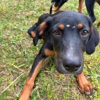 Zuhause gesucht für Jako, Hund zur Adoption