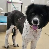 Hectorwartet in 23936 Grieben, Hund zur Adoption