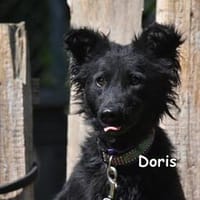 Doris, Hündin zur Adoption