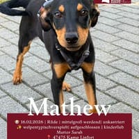 Welpe Mathew sucht sein Glück - auf Pflegestelle in Kamp L., Hund zur Adoption