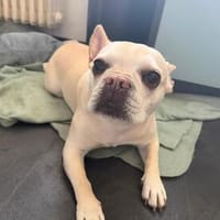 Phoebe - Zuhause gesucht, Hündin zur Adoption