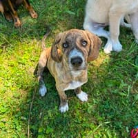Zuhause gesucht für Cookie, Hund zur Adoption