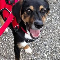 Daisy  befindet sich in 83104 Tuntenhausen, Hündin zur Adoption