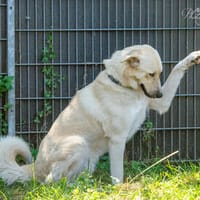 Blue, Hund zur Adoption