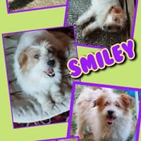 sehr lieber kleiner Smiley auf PS in 90562, Hund zur Adoption