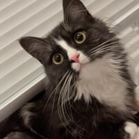 Lucy sucht neues Zuhause als Einzelprinzessin, Katze zur Adoption