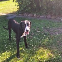 MONTY-LIEBENSWERTER JUNGSPUND, Hund zur Adoption