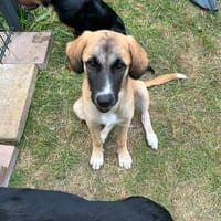 Zuhause gesucht für Ella, Hündin zur Adoption