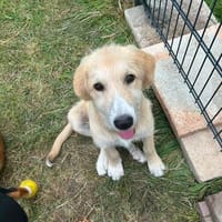 Zuhause gesucht für Eddy, Hund zur Adoption