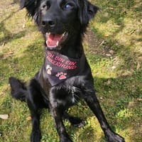 🐾 Paloma❤ sucht ihr Für-immer-Zuhause 🐾, Hündin zur Adoption