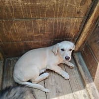 Einstein + Lotti, Hund zur Adoption