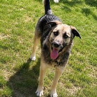 Anouk fünf Jahre Hoffnung auf ein Leben, Hund zur Adoption