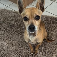 Süßer Dani2 sucht sein Zuhause, Hund zur Adoption